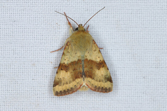 Shoulder-striped Clover - Heliothis maritima