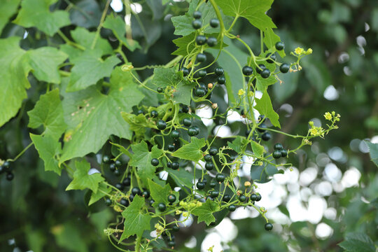Creeper plant Bryonia alba at the time of fruiting. flowers of a white bryony a climbing, poisonous plant.
