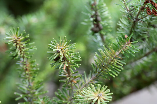 Needles on fir shoot with symptoms of feeding of spruce spider mite (Oligonychus ununguis).