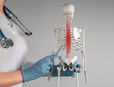 Doctor hand pointing to skeleton vertebrae with red spot. Spine pain, backache concept. Strain, slipped nerve, sciatica, injury. Skeletal system anatomy, body structure, medical education. photo