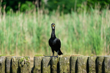 great cormorant with green blurry background