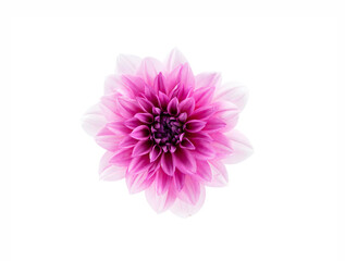 Fototapeta premium Top view of fresh pink or purple dahlia floral isolated on white background, clipping path. Closeup flower in studio shoting