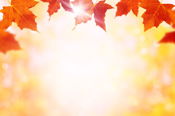 Autumn background with maple leaves. Fall background with copy space