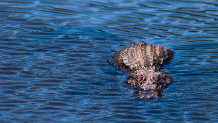 American Alligator Floating in D'Olive Creek in Daphne, Alabama