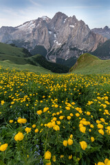 Summer view of Marmolada (Punta Penia), the highest peak in Dolomites, Trentino, Italy. Alpine landscape of Dolomiti with a view of a glacier on Marmolada and beautiful green meadow with yellow flower