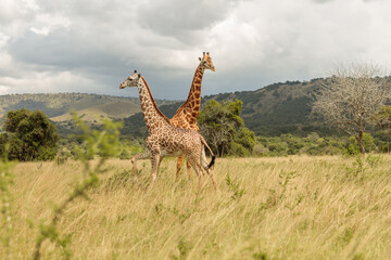 Two giraffe standing in National Park of South Africa