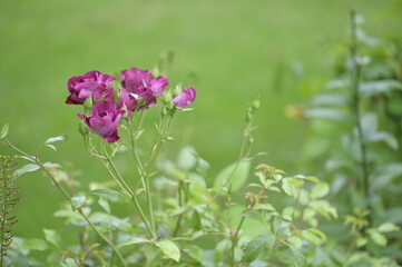 Background with nature to use for computer screens, pictures, smartphones, websites, walls, photo wallpapers for the décor of the apartment. - insects and small colorful flowers, field vegetation, gar