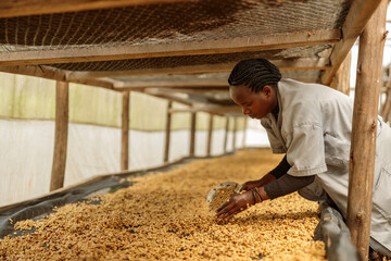 Side view of adult woman working at farm during honey process coffee beans dry