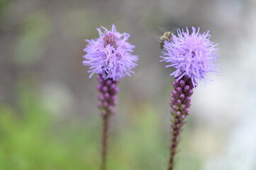 Background with nature to use for computer screens, pictures, smartphones, websites, walls, photo wallpapers for the décor of the apartment. - insects and small colorful flowers, field vegetation, gar