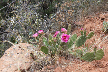Noble furry otospermophilus variegatus rock squirrel smells a fragrant pink cactus flower within a sandy meadow in Utah wilderness