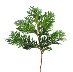 Fototapeta premium Pine branch isolated on white background