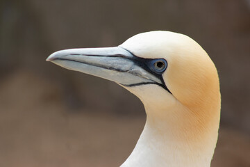 Basstölpel (Morus bassanus) in einer Nahaufnahme, selektiver Fokus