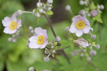 Background with nature to use for computer screens, pictures, smartphones, websites, walls, photo wallpapers for the décor of the apartment. - insects and small colorful flowers, field vegetation, gar