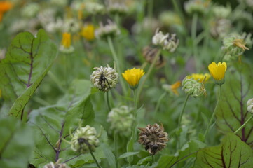 Background with nature to use for computer screens, pictures, smartphones, websites, walls, photo wallpapers for the décor of the apartment. - insects and small colorful flowers, field vegetation, gar