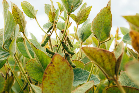 Close-up of soybean plants with beans infested with spider mite in an argo field. Front view