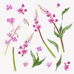 Fototapeta na wymiar Digital set with colorful wild fireweed flower and leaves . White background.