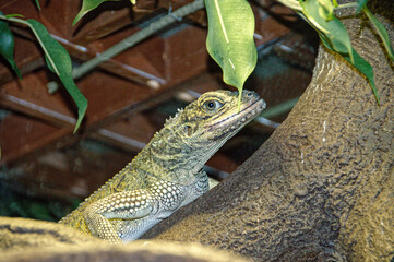 green lizard on a tree