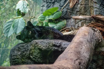 Foto auf Acrylglas black panther in repose © Michael