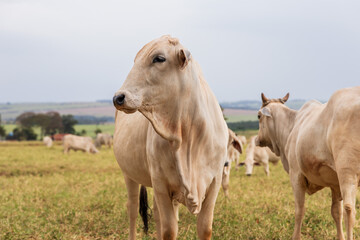 Vaca