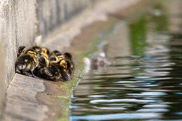 Mallard ducklings group beside the edge of a high sided pond with mother duck looking on