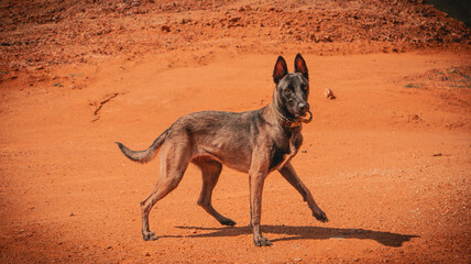 The Powerful belgian malinois shepherd