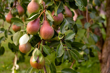 Tasty healthy organic juicy pears hanging on a branch young tree