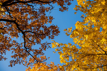 Bottom view of the tops of trees in the autumn forest. Splendid morning scene in the colorful woodland. autumn vivid yellow oak and maple tree.Golden bright orange autumn foliage against the blue sky