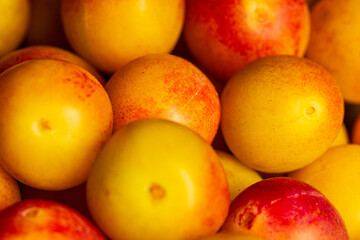 Macro closeup of colorful yellow and red Mirabelle Plums. Healthy vegan food.