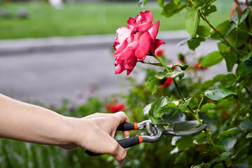 Girl pruning rose bushes with secateurs