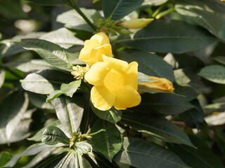 Allamanda schottii | Allamanda buissonnant | Allamanda commun de Schott | Allamanda de brousse |...