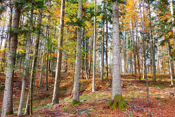 Fototapeta premium Colourful sunny autumn season forest landscape.