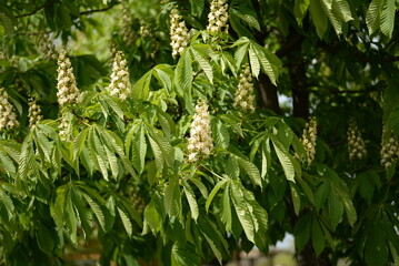 
young green horse chestnut leaves, spring chestnut foliage, horse chestnut flowers, symbol of Kyiv, white candles horse chestnut flowers