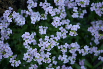 
beautiful photo of small pink flowers, on a green background, out of focus, close-up, postcard pink flowers