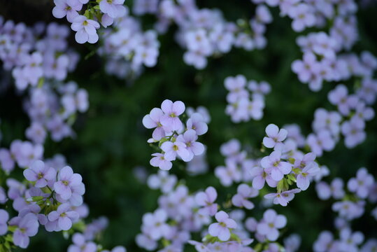 
beautiful photo of small pink flowers, on a green background, out of focus, close-up, postcard pink flowers