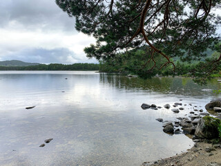 A view on a Norwegian fjords water front from a forest 3