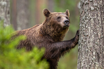 Naklejka na ściany i meble Big male brown bear in the forest, leaning against a tree with its paw