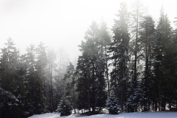Nebel im Nadelwald im Winter mit Schnee