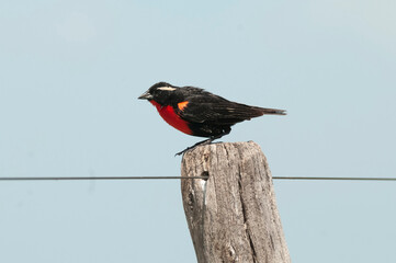  White browed Meadowlark ,Sturnella superciliaris, perched on a fence, Patagonia,Argentina