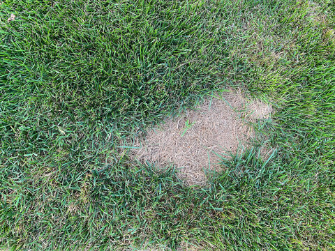 surface of a young green lawn with a big bald spot