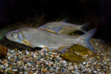 Vimba (Vimba vimba) photography of a freshwater fish