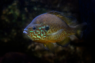 The pumpkinseed (Lepomis gibbosus)  North American Freshwater fish