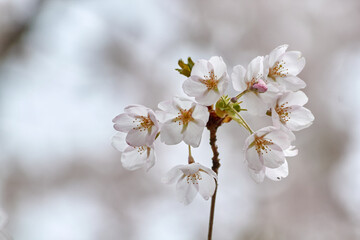 Upright White Blooming Cherry Blossoms