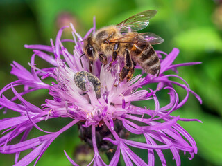 Bee 176