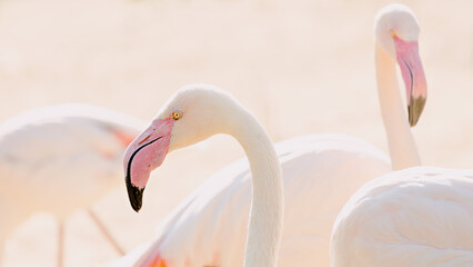 Close-up portrait of a beautiful pink flamingo.