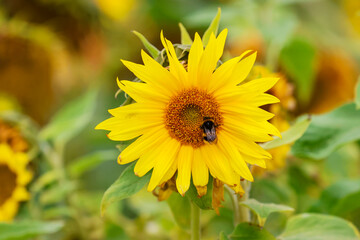 Bee pollinates or collects pollen nectar from bright yellow sunflower. Dublin, Ireland