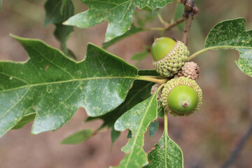 Green Acorns