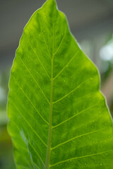green leaf texture