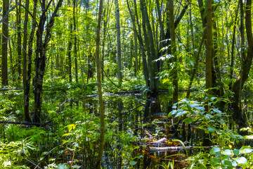 Trees in a flooded Forest 