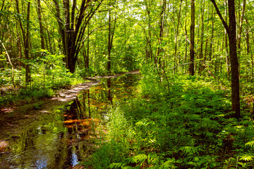 flooded path in the forest