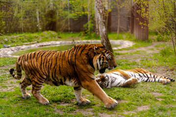 Fototapeta na wymiar Bengal tiger. Chinese New Year 2022 simbol. Beautiful bengal tigers at zoo.